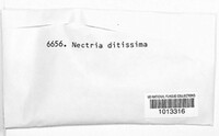 Neonectria ditissima image